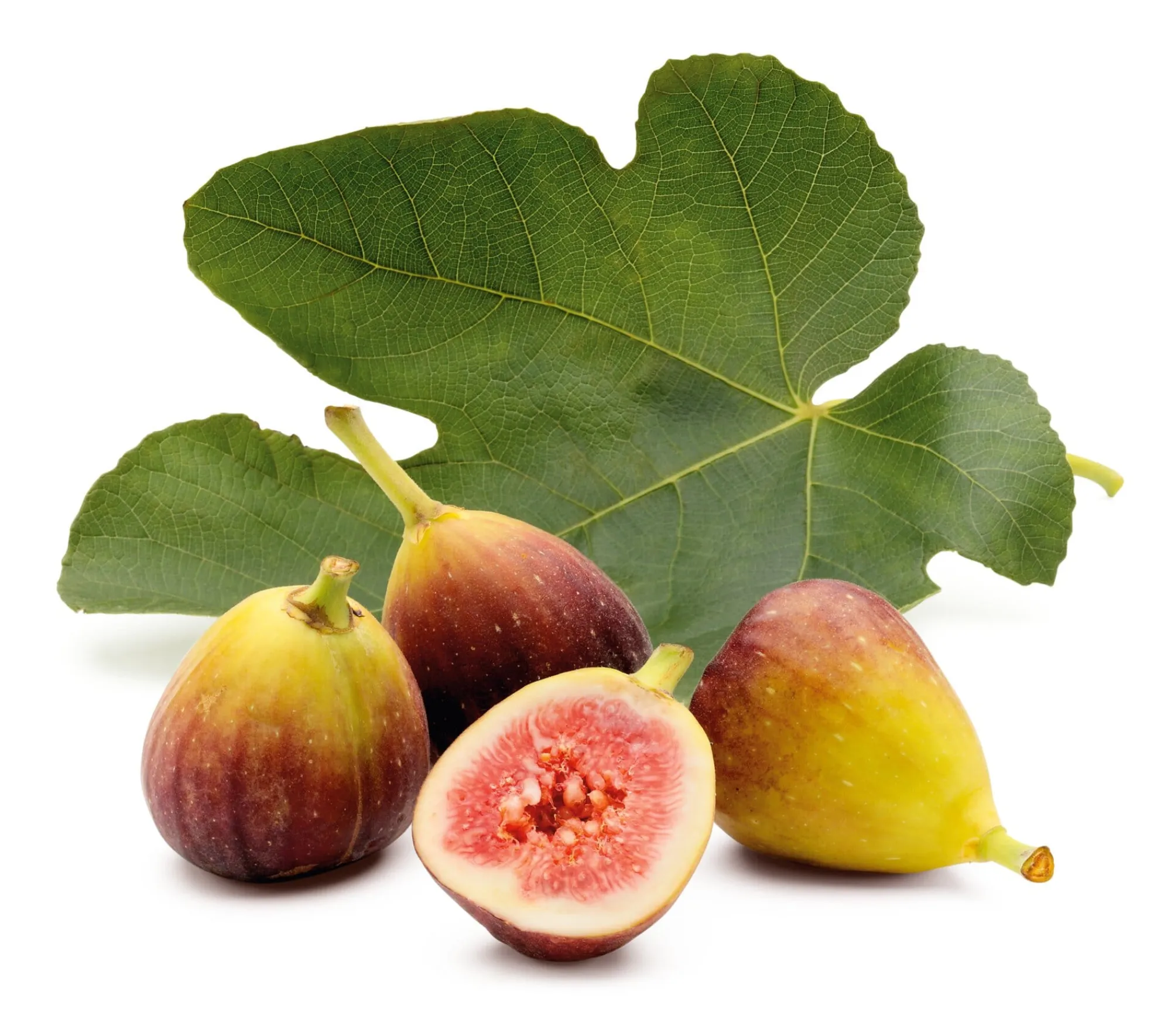 Obstgehölze * Martin Müller Baumschulen Obstgehölz 'Pfälzer Fruchtfeige'