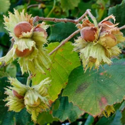 Obstgehölze * Martin Müller Baumschulen Obstgehölz Piemontesische Haselnuss 'Tonda Gentile'