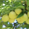 Obstgehölze * Martin Müller Baumschulen Obstgehölz 'Reneklode aus Oullins'