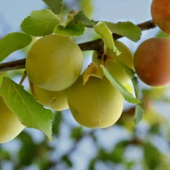 Obstgehölze * Martin Müller Baumschulen Obstgehölz 'Reneklode aus Oullins'