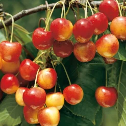 Obstgehölze * Manufactum Obstgehölz Süßkirsche (2 Sorten)