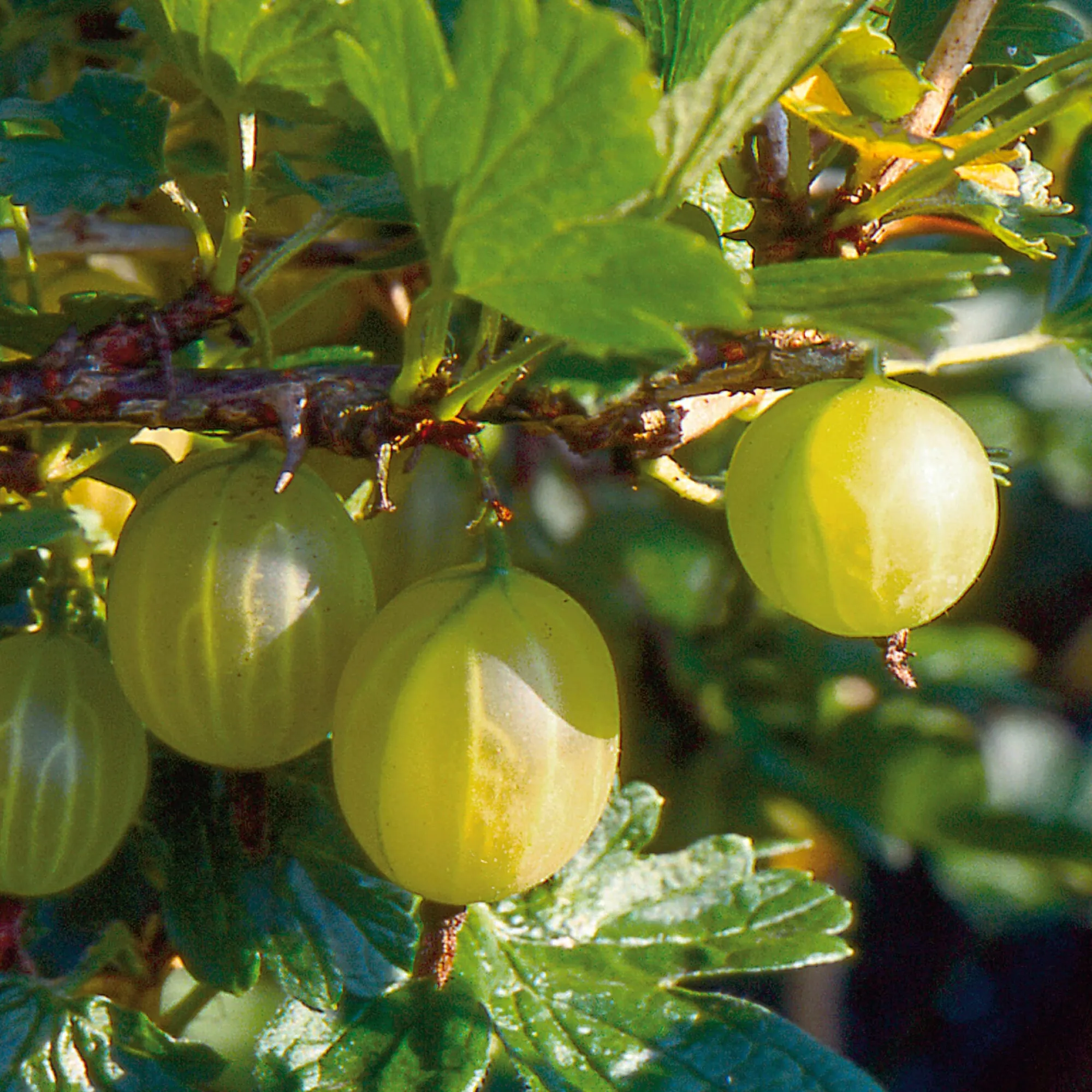 Obstgehölze * Martin Müller Baumschulen Obstgehölz Strauchpaket Beerenobst