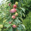 Obstgehölze * Martin Müller Baumschulen Obstgehölz Säulenapfel 'Black McIntosh'