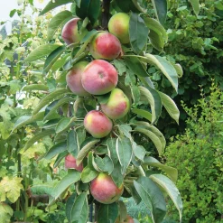 Obstgehölze * Martin Müller Baumschulen Obstgehölz Säulenapfel 'Black McIntosh'