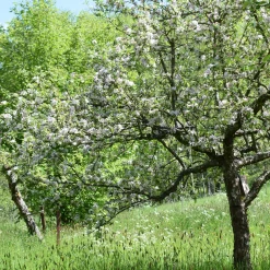 Obstgehölze * Martin Müller Baumschulen Obstgehölz Säulenapfel 'Black McIntosh'