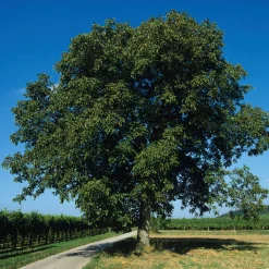 Obstgehölze * Manufactum Obstgehölz Walnuss 'Rote Donaunuss'
