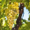 Obstgehölze * Martin Müller Baumschulen Obstgehölz Weinrebe 'Primus'