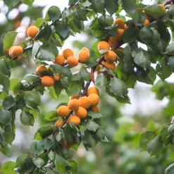 Obstgehölze * Manufactum Obstgehölz Wilde Marille