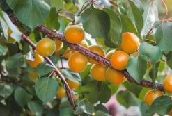Obstgehölze * Manufactum Obstgehölz Wilde Marille