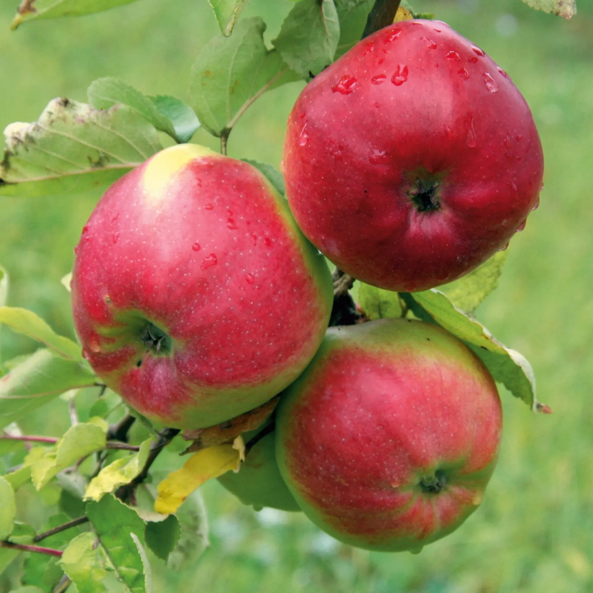 Obstgehölze * Martin Müller Baumschulen Obstgehölz Winterapfel 'Winterrambur'