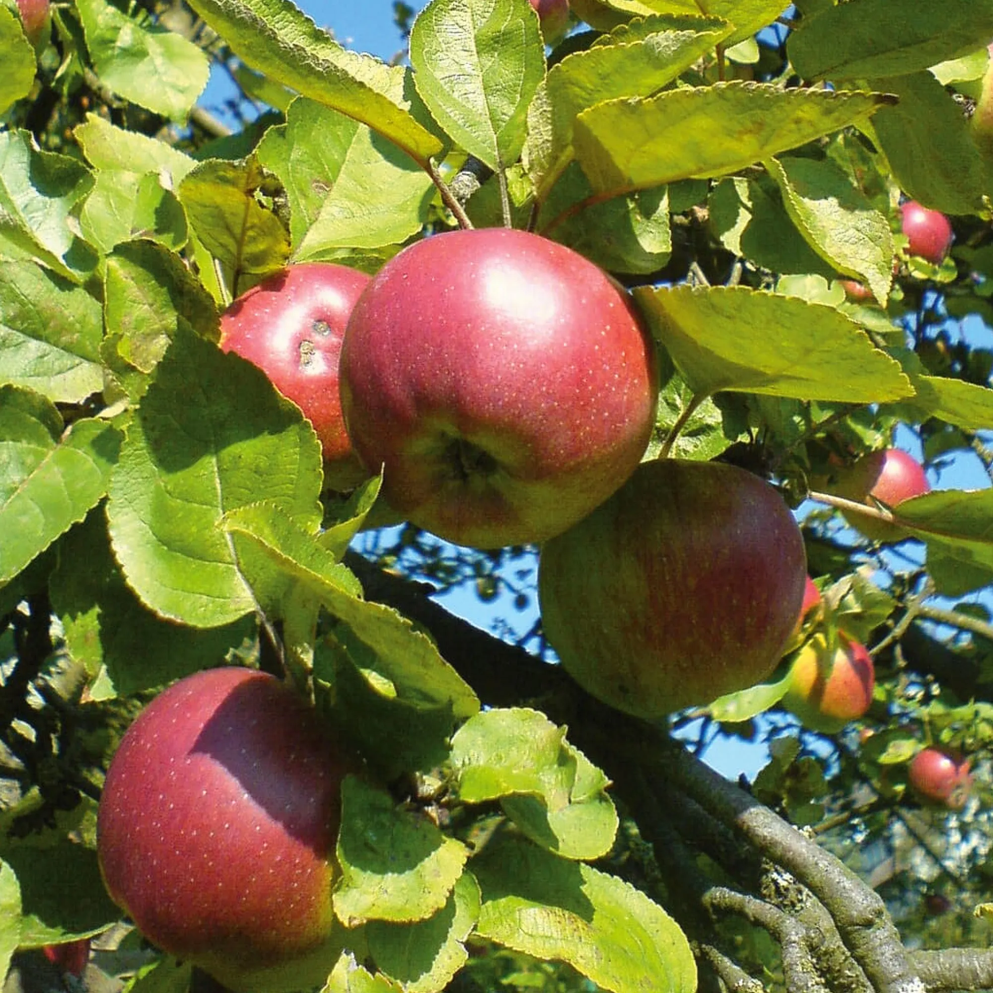 Obstgehölze * Martin Müller Baumschulen Obstgehölz Winterapfel 'Winterrambur'