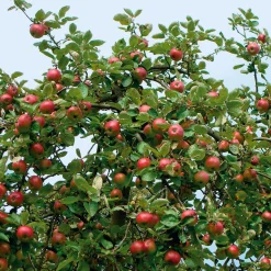 Obstgehölze * Martin Müller Baumschulen Obstgehölz Winterapfel 'Winterrambur'