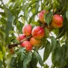 Obstgehölze * Martin Müller Baumschulen Obstgehölz Zwergnektarine 'Redgold'