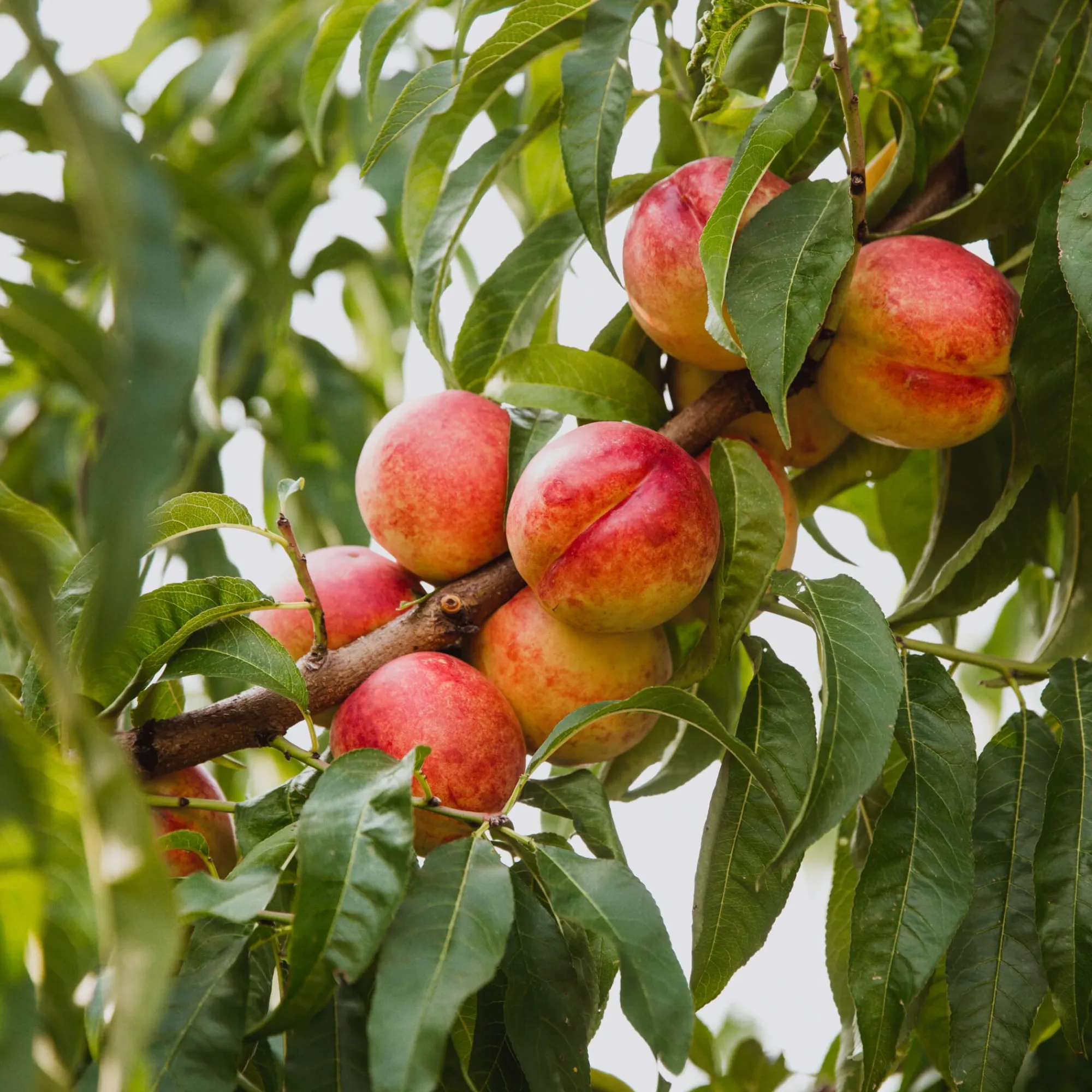 Obstgehölze * Martin Müller Baumschulen Obstgehölz Zwergnektarine 'Redgold'