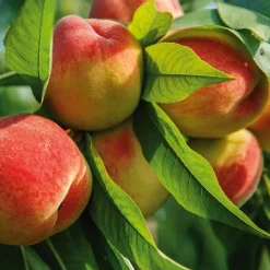 Obstgehölze * Martin Müller Baumschulen Obstgehölz Zwergpfirsich 'Bonanza'