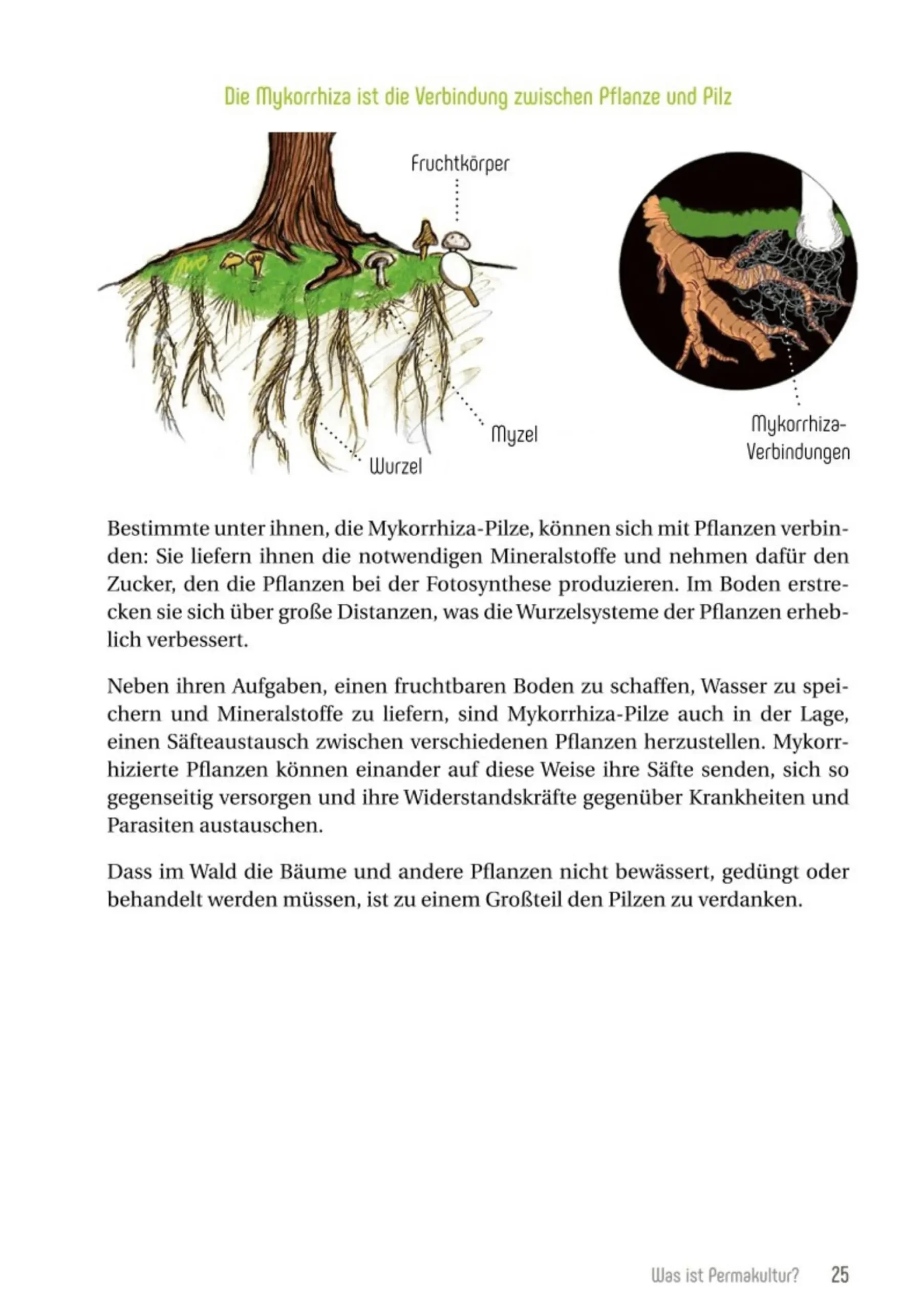 Garten & Natur|Ratgeber * smarticular Permakultur im Bio-Garten