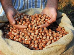Backzutaten|Nüsse * Azienda Agricola Papa dei Boschi Piemontesische Haselnüsse