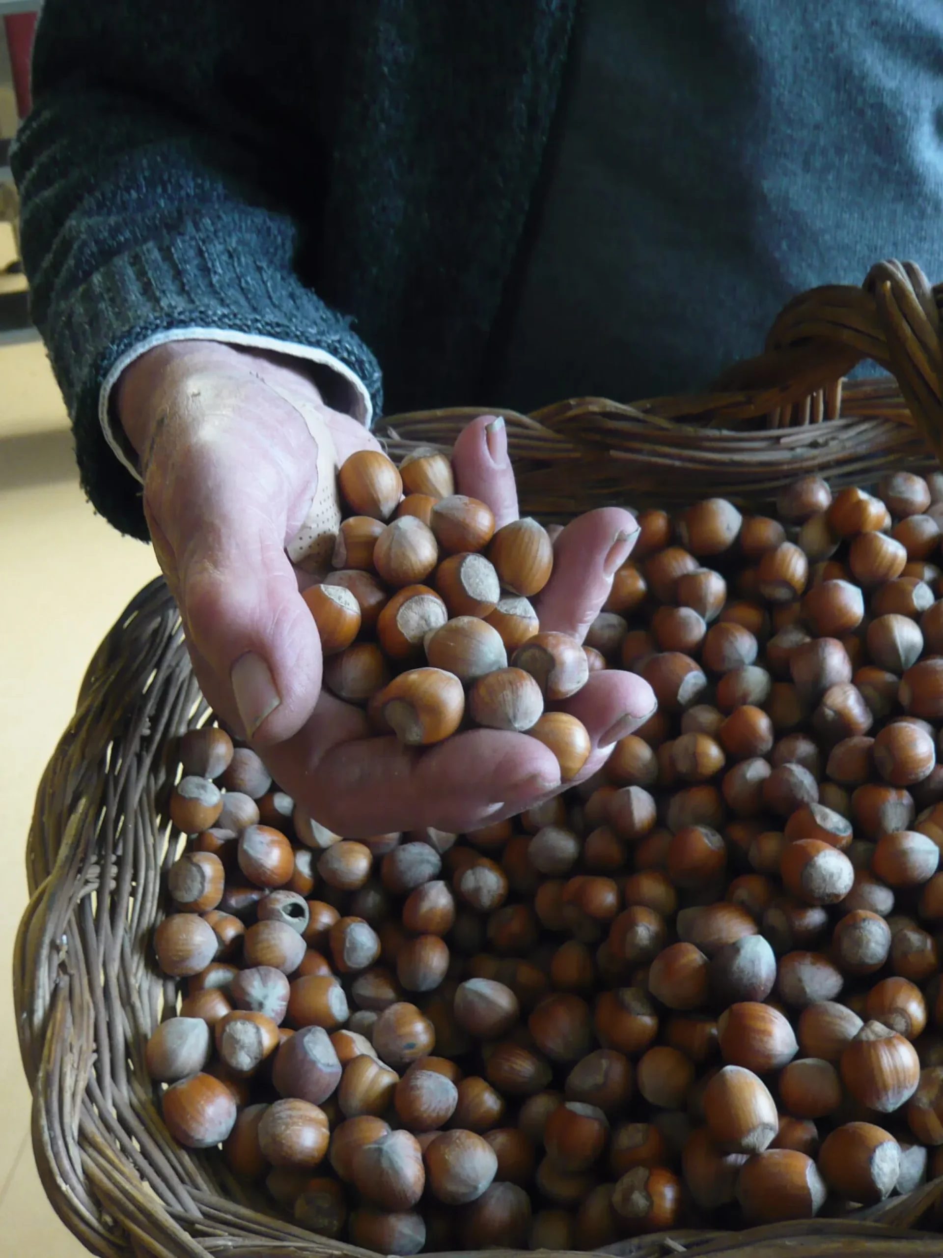Backzutaten|Nüsse * Azienda Agricola Papa dei Boschi Piemontesische Haselnüsse
