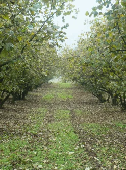Backzutaten|Nüsse * Azienda Agricola Papa dei Boschi Piemontesische Haselnüsse
