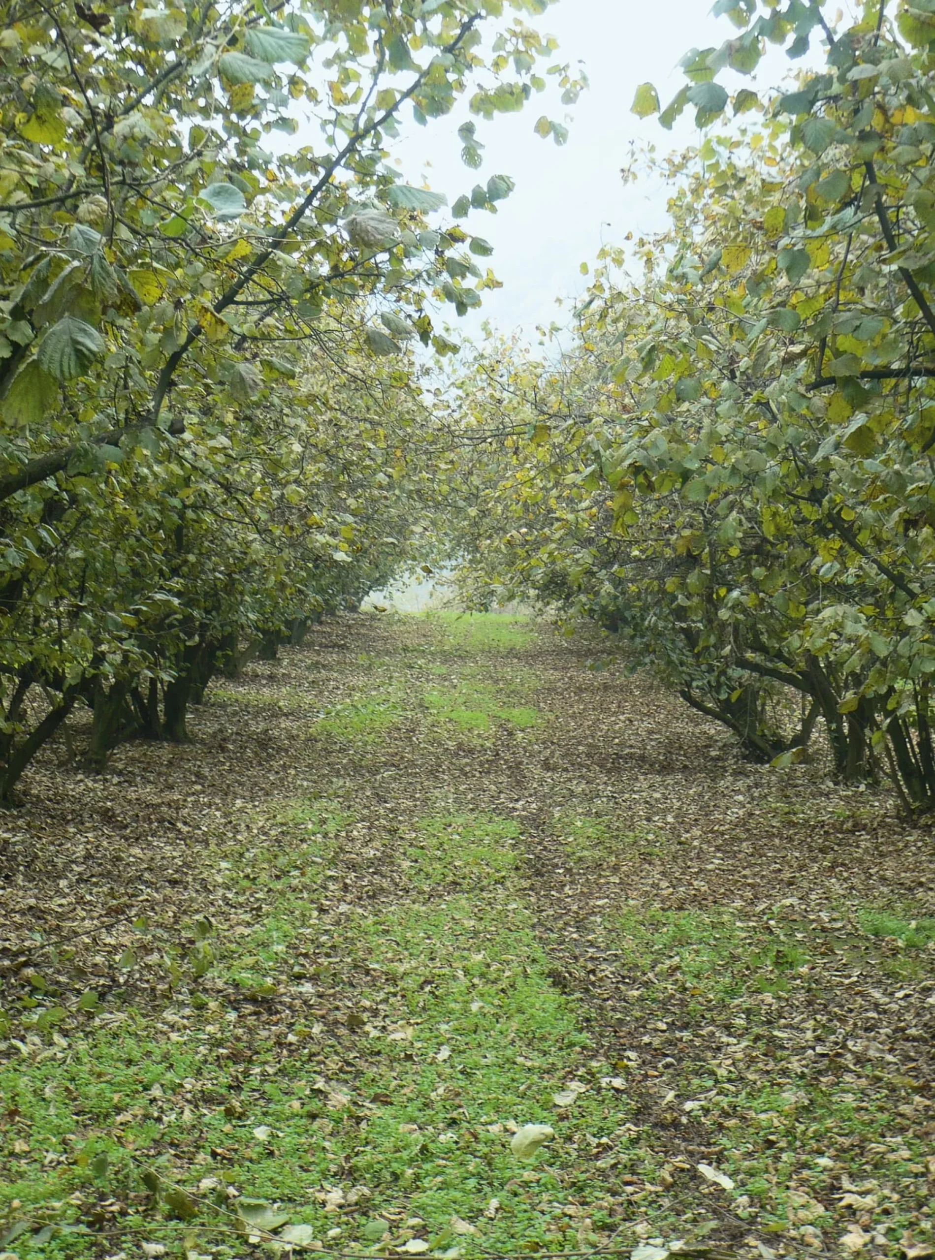 Backzutaten|Nüsse * Azienda Agricola Papa dei Boschi Piemontesische Haselnüsse