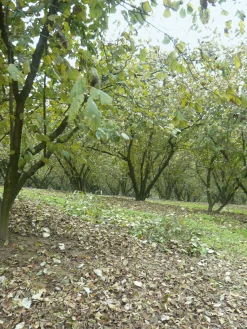 Backzutaten|Nüsse * Azienda Agricola Papa dei Boschi Piemontesische Haselnüsse