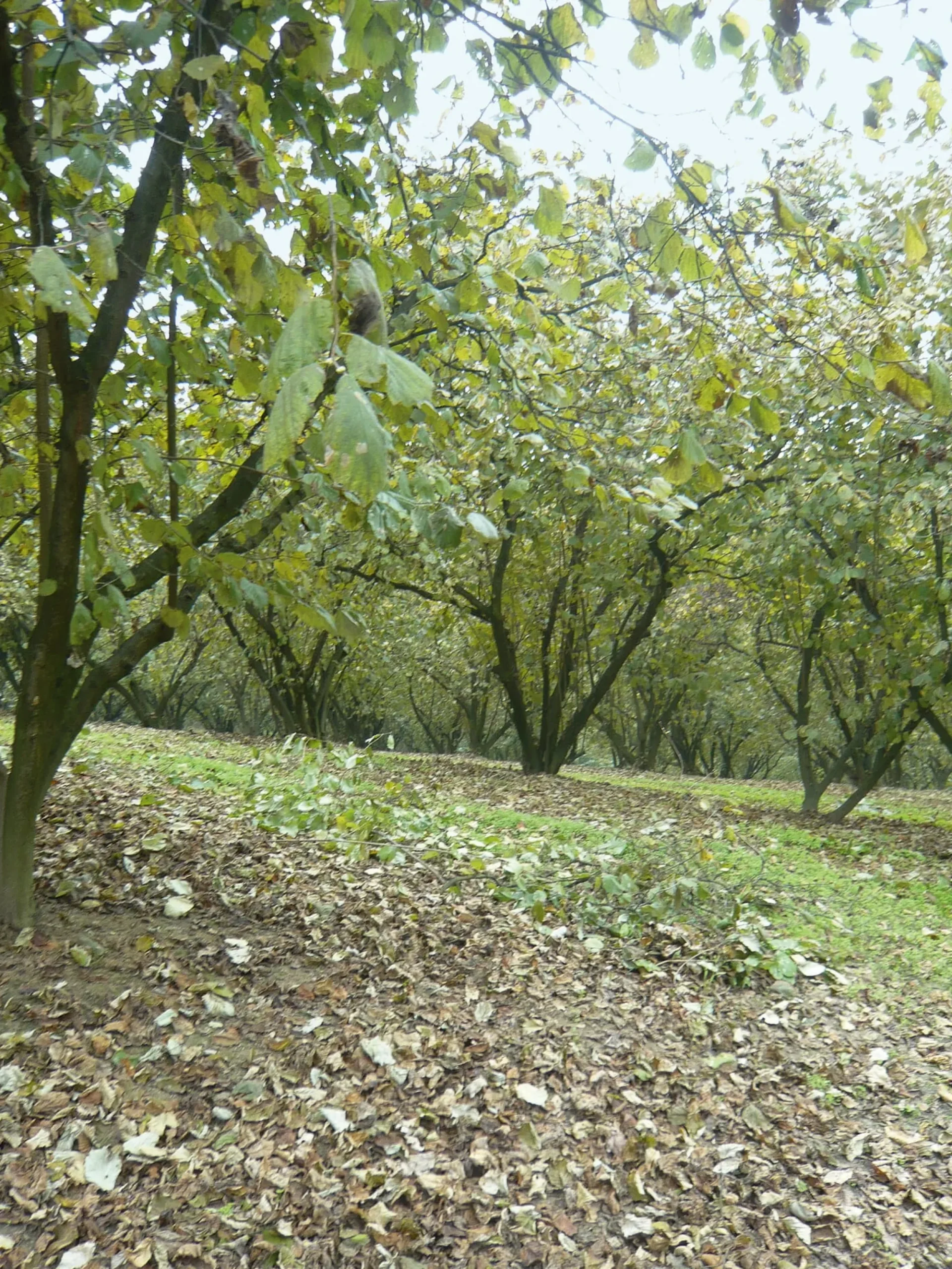 Backzutaten|Nüsse * Azienda Agricola Papa dei Boschi Piemontesische Haselnüsse