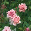 Rosen * Rosenhof Schultheis Ramblerrose 'Albertine'