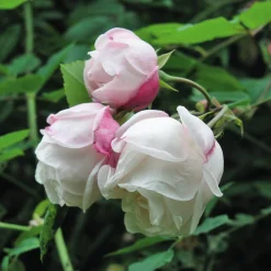 Rosen * Rosenhof Schultheis Ramblerrose 'Ayrshire Queen'