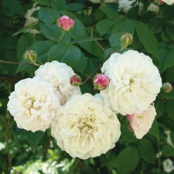 Rosen * Rosenhof Schultheis Ramblerrose ’Félicité et Perpétue‘