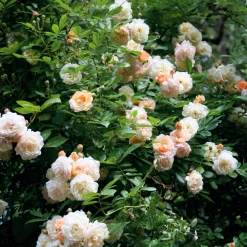 Rosen * Rosenhof Schultheis Ramblerrose 'Ghislaine de Féligonde'