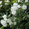 Rosen * Rosenhof Schultheis Ramblerrose 'Guirlande d`Amour®'