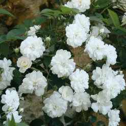 Rosen * Rosenhof Schultheis Ramblerrose 'Guirlande d`Amour®'