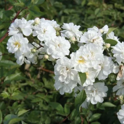 Rosen * Rosenhof Schultheis Ramblerrose 'Guirlande d`Amour®'