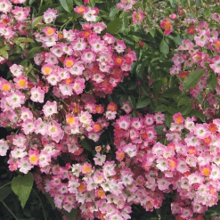 Rosen * Rosenhof Schultheis Ramblerrose Maria Lisa