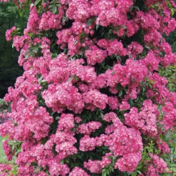 Rosen * Rosenhof Schultheis Ramblerrose Maria Lisa