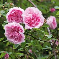 Rosen * Rosenhof Schultheis Ramblerrose 'Mme Sancy de Parabère'