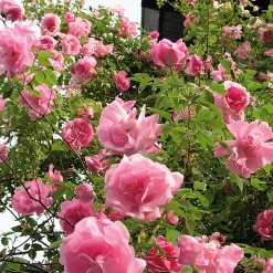 Rosen * Rosenhof Schultheis Ramblerrose 'Mme Sancy de Parabère'