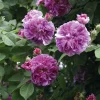 Rosen * Rosenhof Schultheis Ramblerrose 'Russeliana'