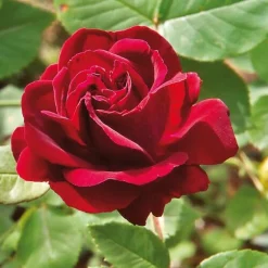 Rosen * Rosenhof Schultheis Remontantrose 'Souvenir du Dr. Jamain'