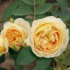 Rosen * Rosenhof Schultheis Romantikrose 'Felidae'