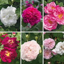 Rosen * Manufactum Rosenhecke Bauerngarten