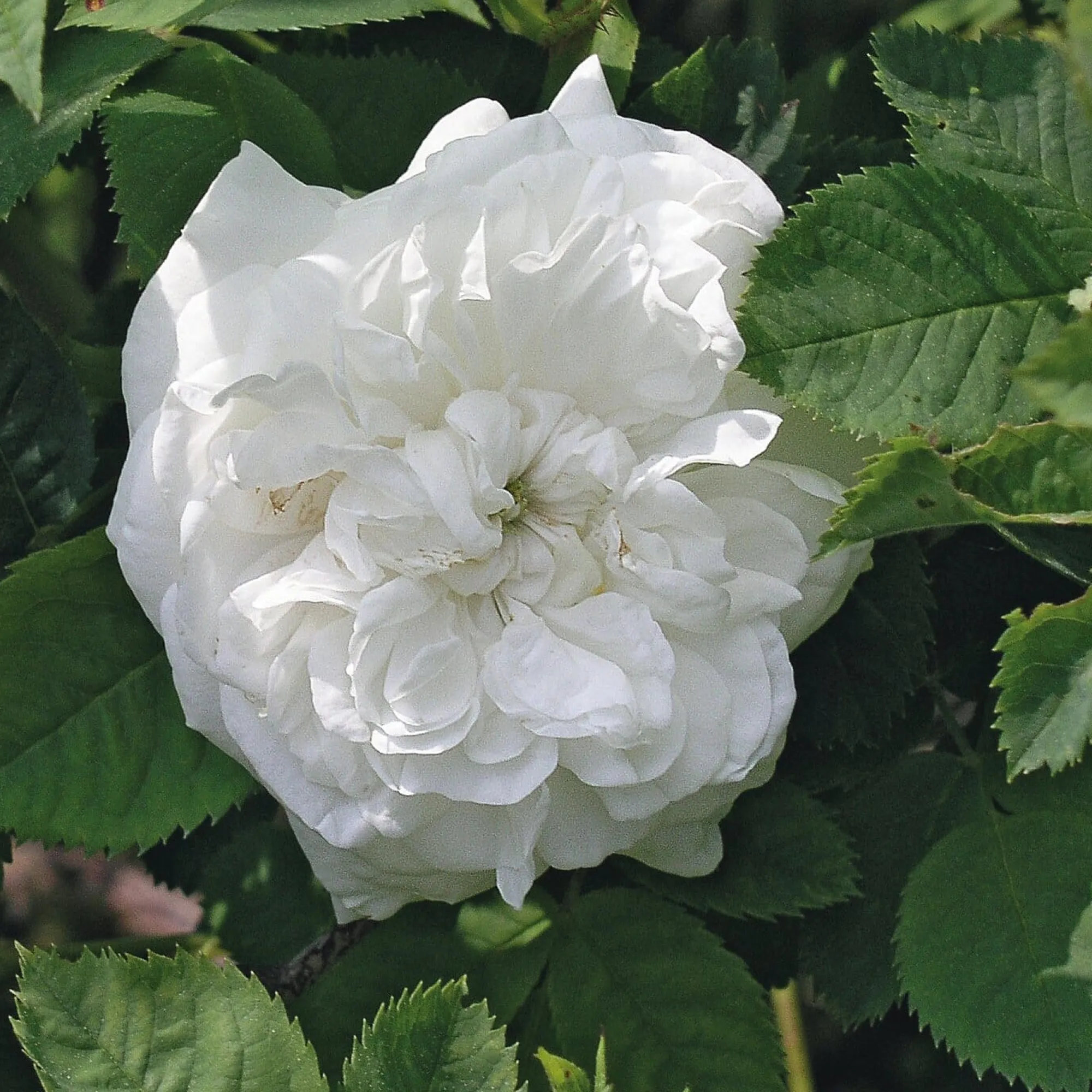 Rosen * Manufactum Rosenhecke Bauerngarten