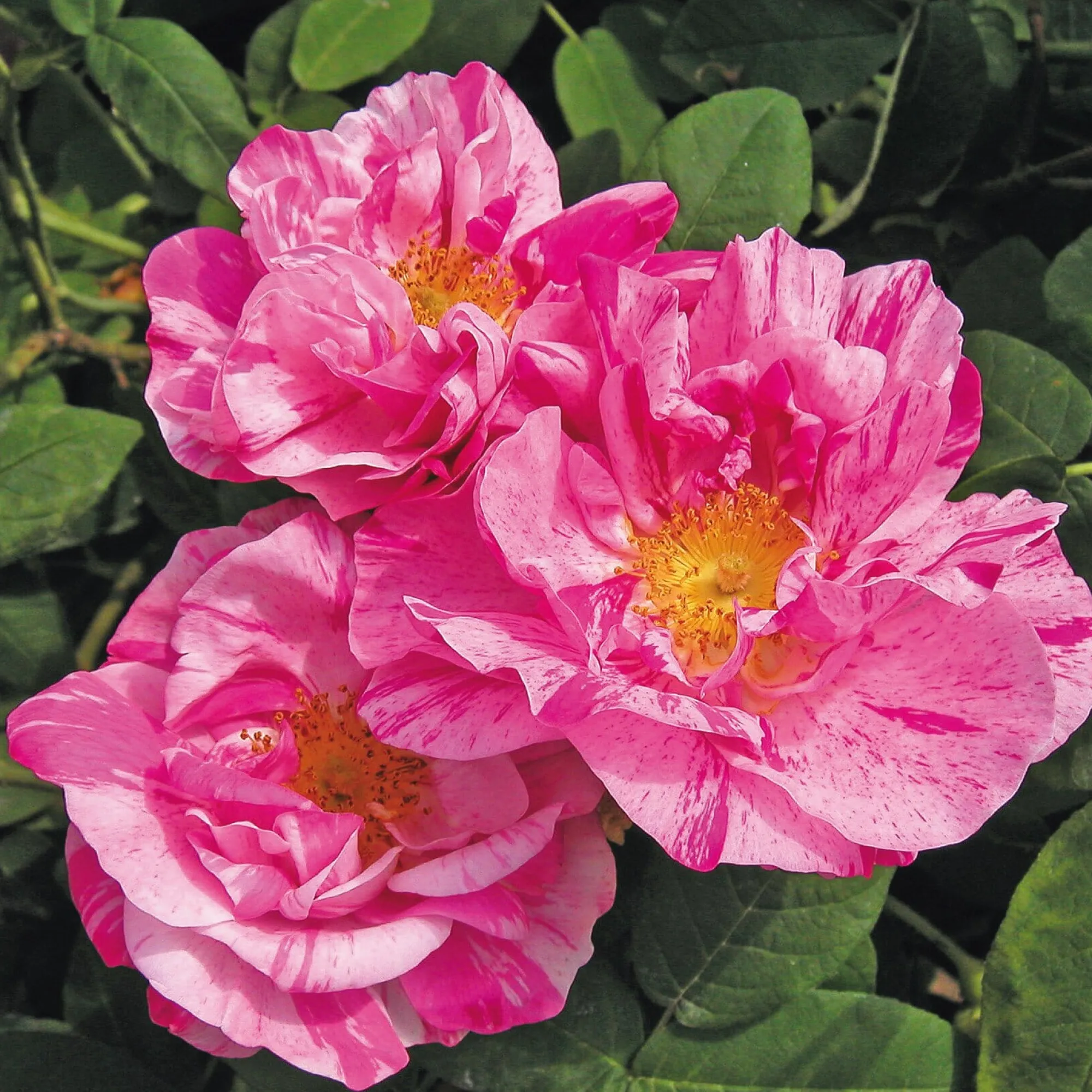 Rosen * Manufactum Rosenhecke Bauerngarten