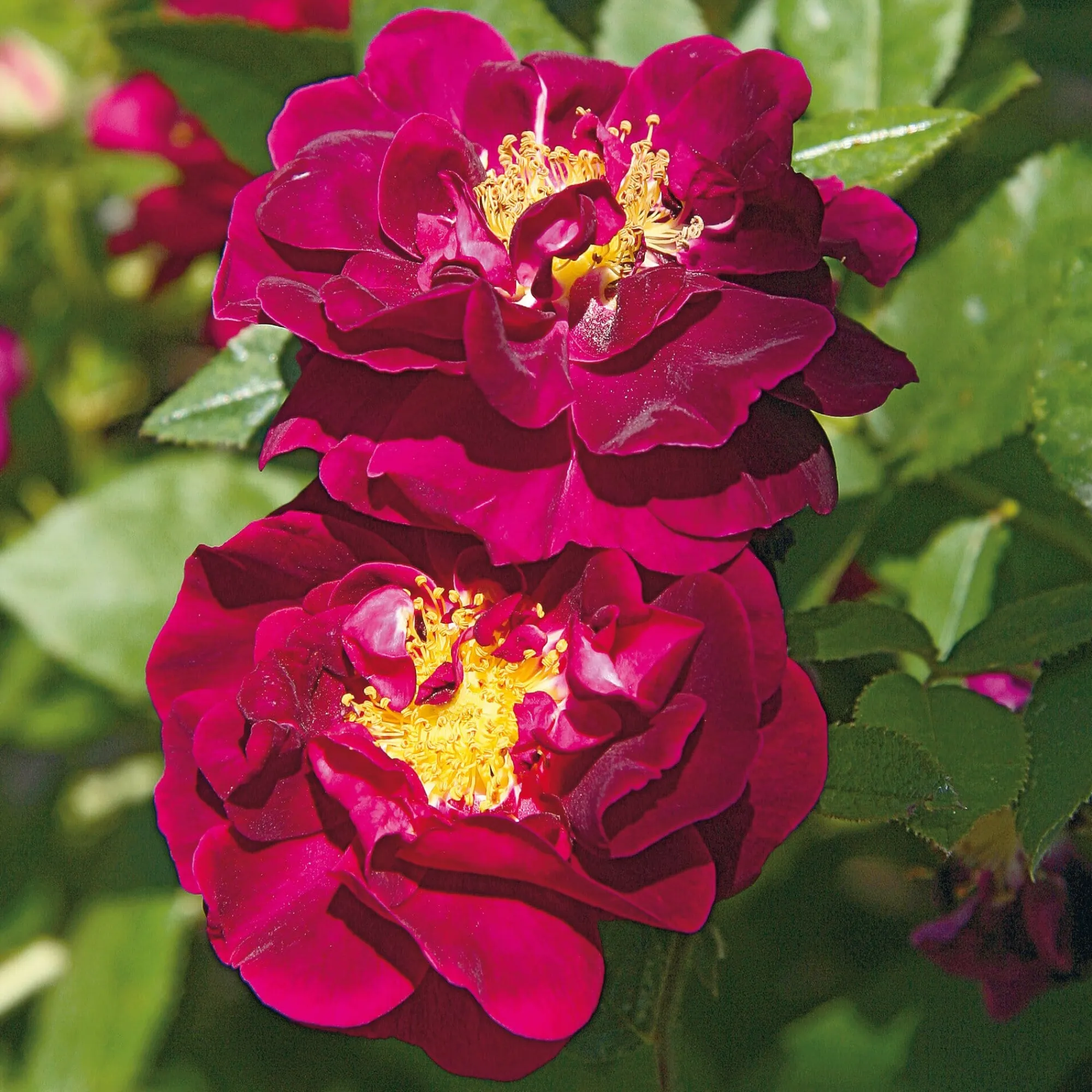 Rosen * Manufactum Rosenhecke Bauerngarten