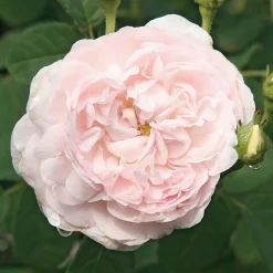 Rosen * Manufactum Rosenhecke Bauerngarten