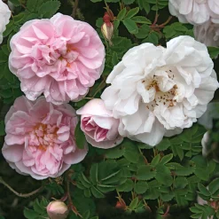 Rosen * Manufactum Rosenhecke Bauerngarten