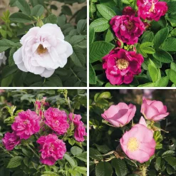 Rosen|Ziergehölze * Manufactum Rosenhecke Friesenwall
