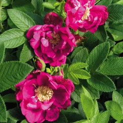 Rosen|Ziergehölze * Manufactum Rosenhecke Friesenwall