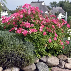 Rosen|Ziergehölze * Manufactum Rosenhecke Friesenwall