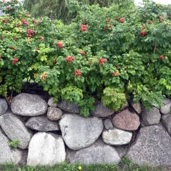 Rosen|Ziergehölze * Manufactum Rosenhecke Friesenwall